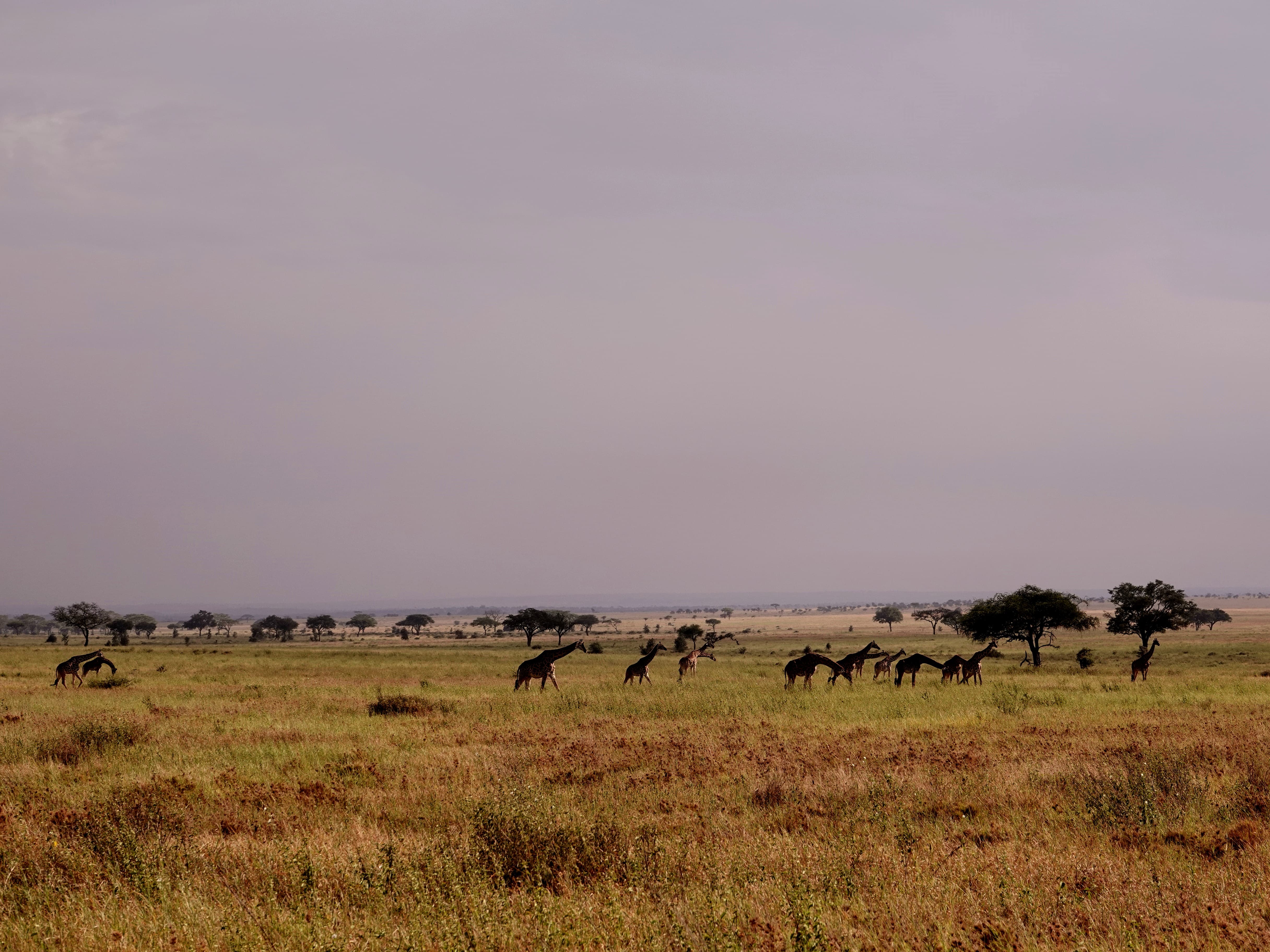 Tanzania 8 Days Bird Watching Safari